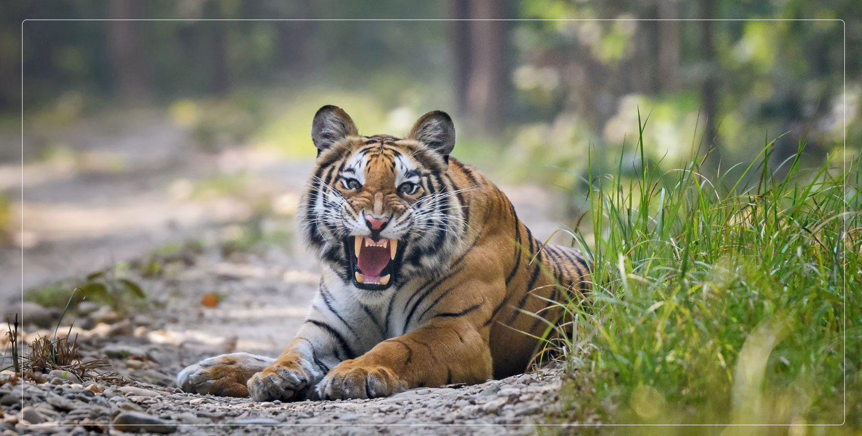 deepak rajbangshi-wildlife photographer-photo-tiger-bardiya 11706920067.jpg